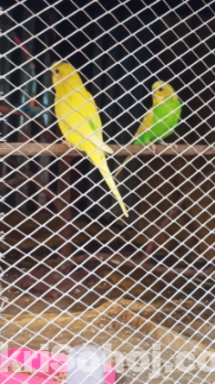 বাজিগর পাখি বিক্রি করা হবে